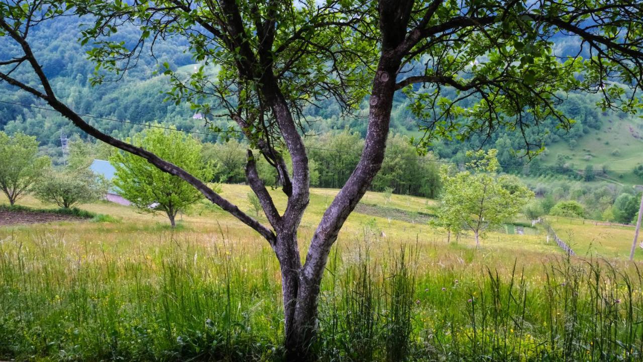 Fern Farm Eco Resort Mojkovac Exteriér fotografie